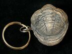 Real Phacops Trilobite Keychain #17333-1